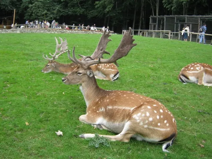 Leśny Park Niespodzianek